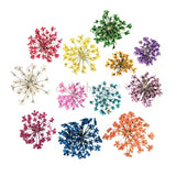 Daily Charme Nail Art Decoration Pressed Dry Natural Flower Set / 12 Colors